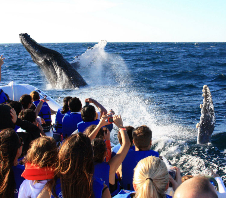 Avistamiento de Ballenas en Los Cabos - Gran Velas